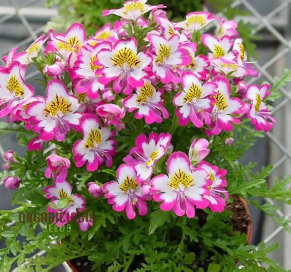 Schizanthus Dr Badgers Flower Seeds For Planting - Premium Garden Flowers For Vibrant And