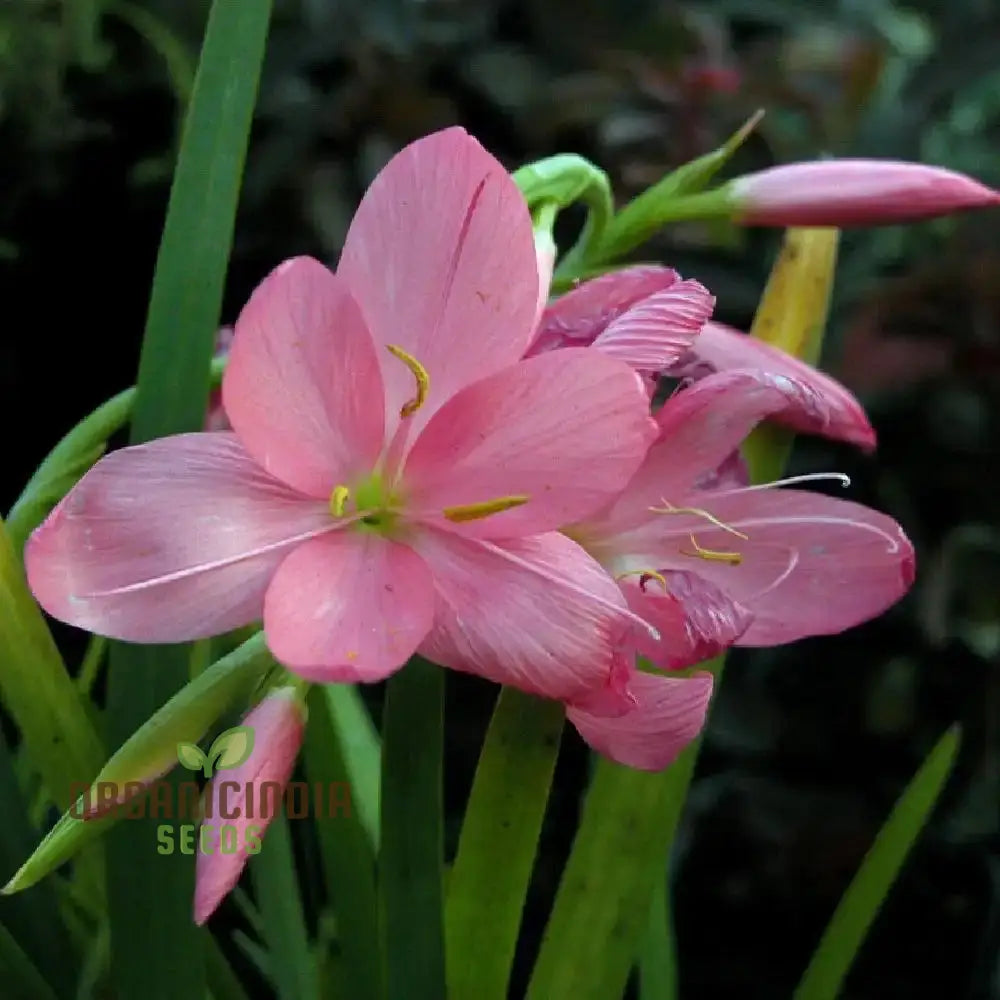 Schizostylis Coccinea ’Deep Pink’ Seeds For Planting - Premium Quality Flower Gardening