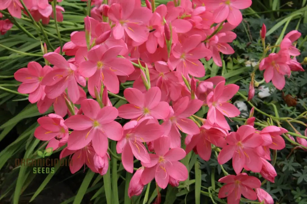 Schizostylis Coccinea ’Deep Pink’ Seeds For Planting - Premium Quality Flower Gardening