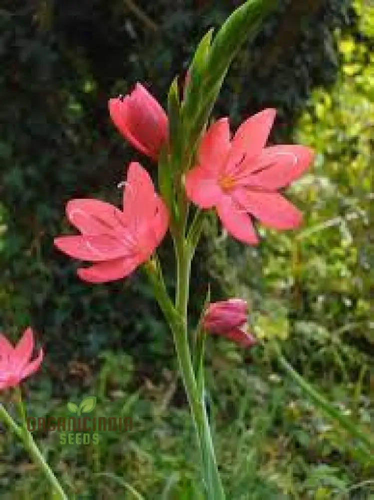 Schizostylis Coccinea ’Deep Pink’ Seeds For Planting - Premium Quality Flower Gardening