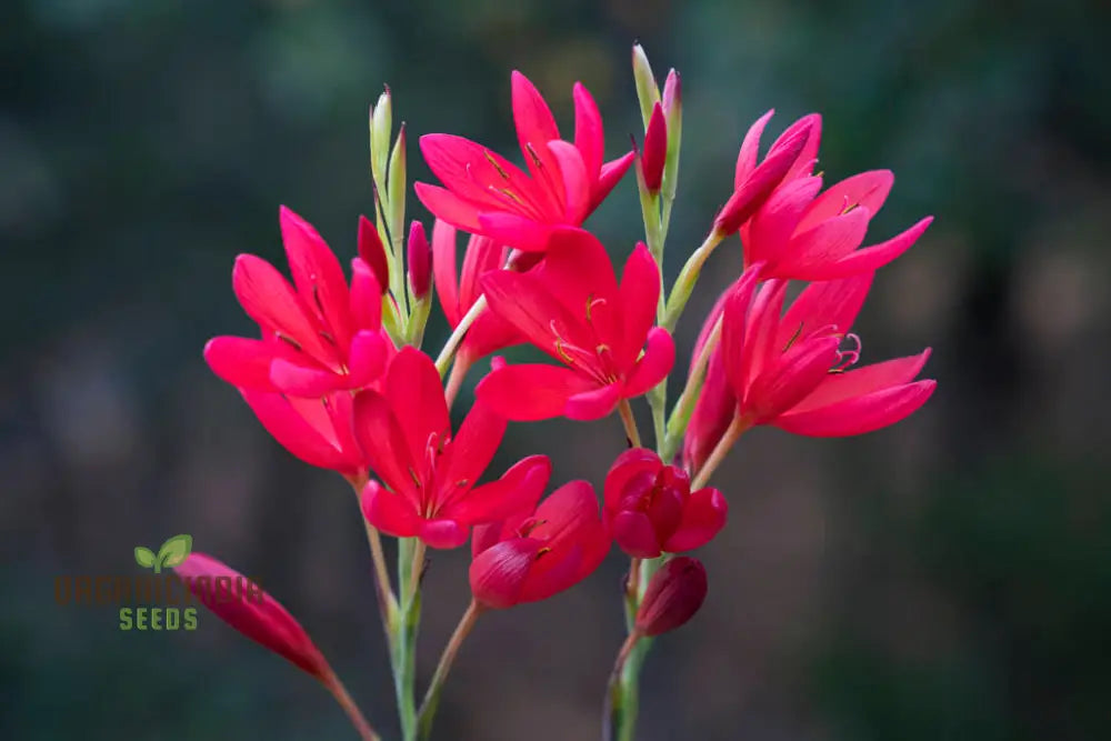 Schizostylis Coccinea ’Lipstick’ Seeds For Gardening – Premium Quality Vibrant And Beautiful