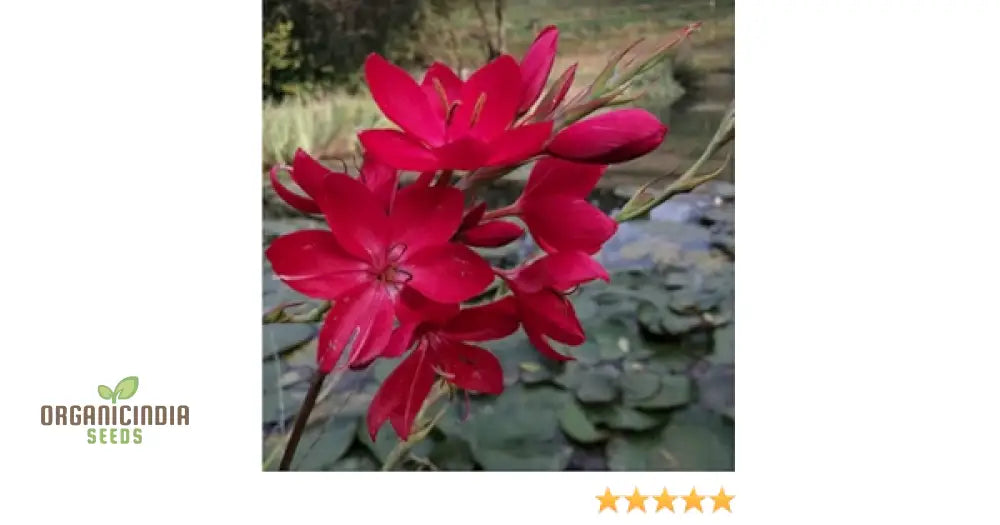 Schizostylis Coccinea ’Lipstick’ Seeds For Gardening – Premium Quality Vibrant And Beautiful