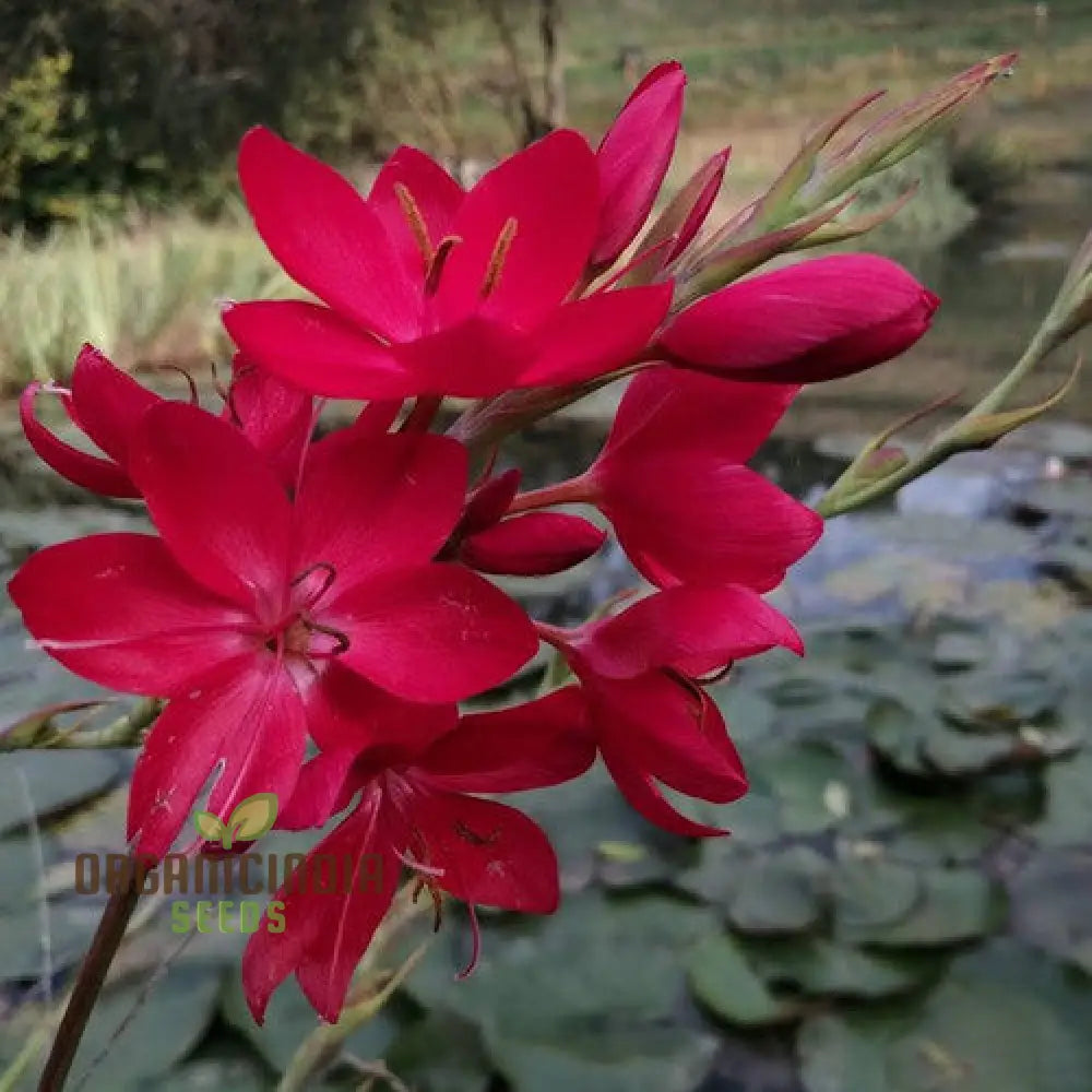 Schizostylis Coccinea ’Lipstick’ Seeds For Gardening – Premium Quality Vibrant And Beautiful