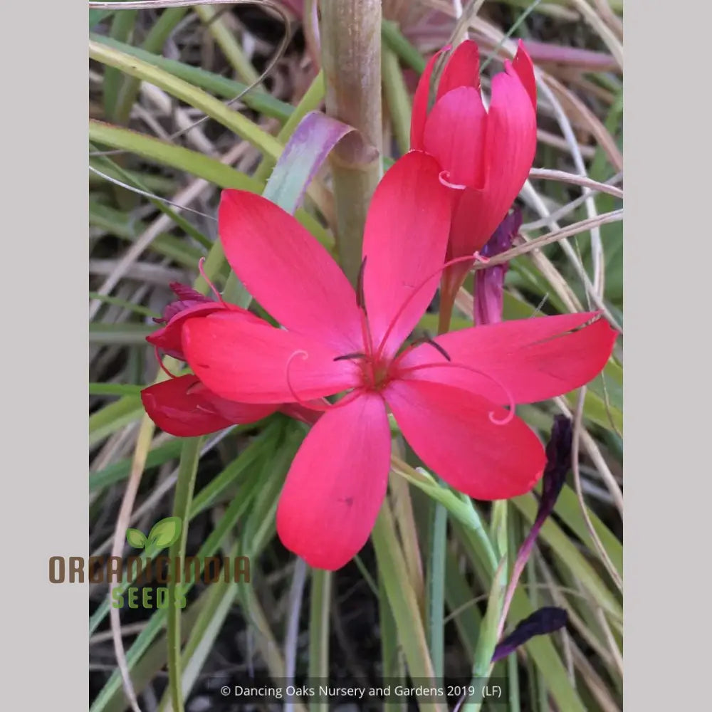 Schizostylis Coccinea ’Lipstick’ Seeds For Gardening – Premium Quality Vibrant And Beautiful