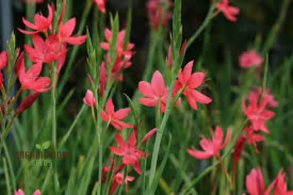 Schizostylis Coccinea Major Seeds - Vibrant Garden Flowers For Year-Round Beauty | Premium Gardening