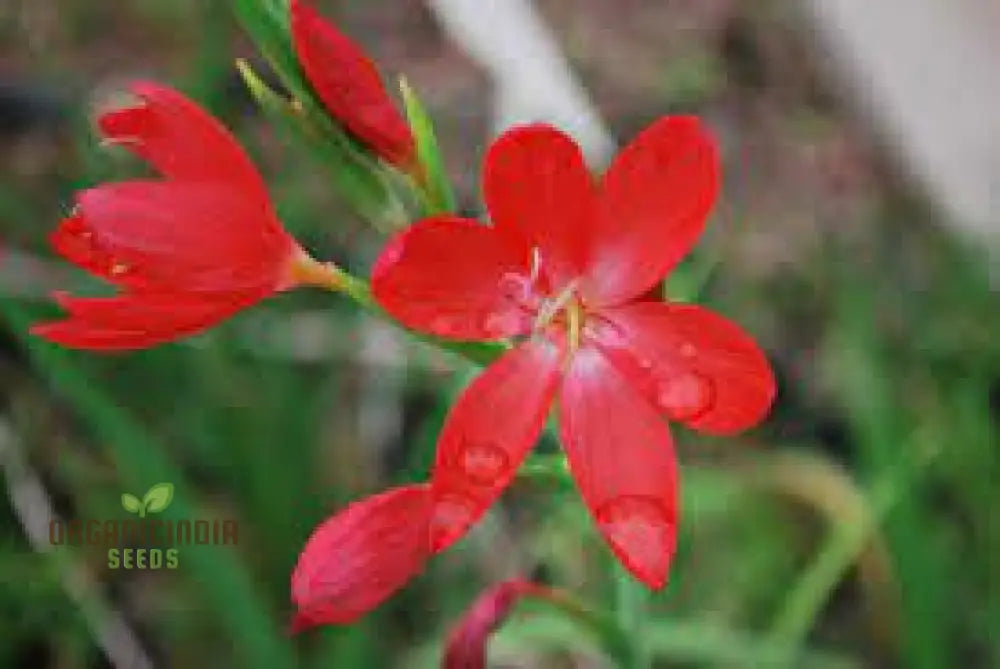 Schizostylis Coccinea Major Seeds - Vibrant Garden Flowers For Year-Round Beauty | Premium Gardening