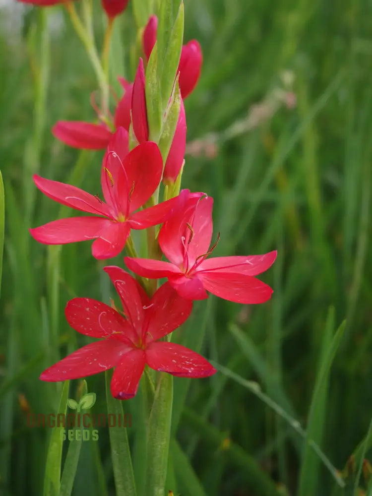 Schizostylis Coccinea Major Seeds - Vibrant Garden Flowers For Year-Round Beauty | Premium Gardening