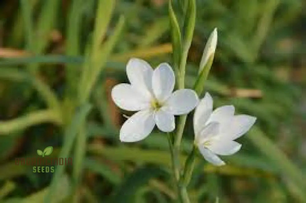 Schizostylis Coccinea Pale Pink Seeds - Premium Gardening Flower For Stunning Blooms