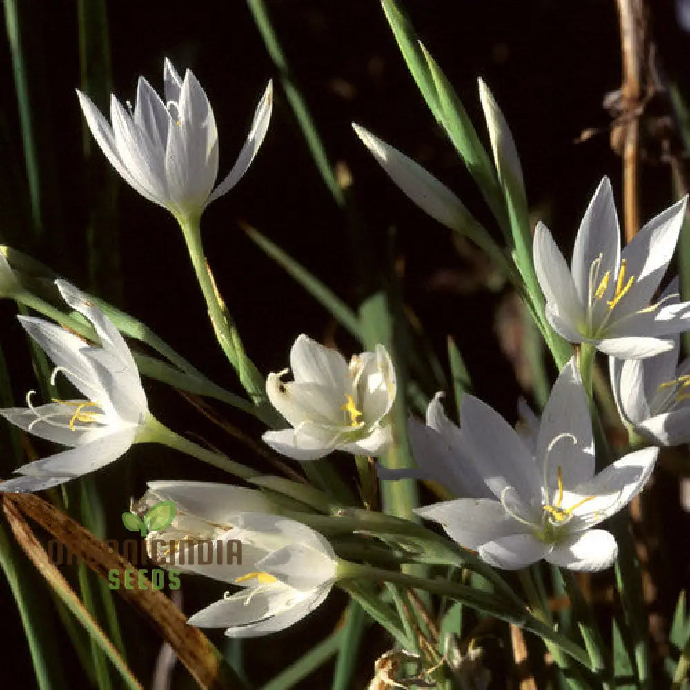 Schizostylis Coccinea Pale Pink Seeds - Premium Gardening Flower For Stunning Blooms