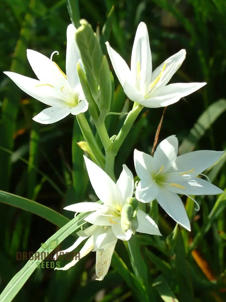 Schizostylis Coccinea Pale Pink Seeds - Premium Gardening Flower For Stunning Blooms