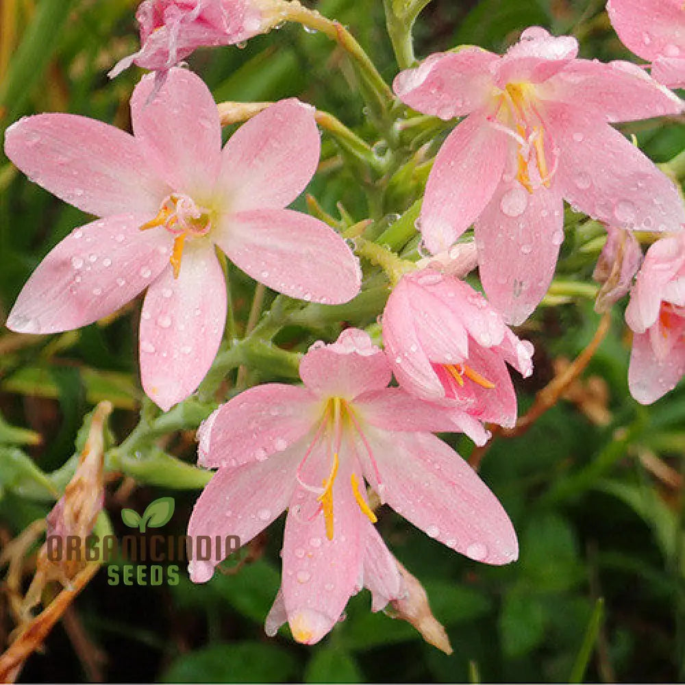 Schizostylis Coccinea Pale Pink Seeds - Premium Gardening Flower For Stunning Blooms