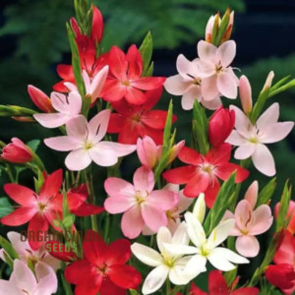 Schizostylis Mixed Colours Seeds For Gardening Enthusiasts | Premium Flower