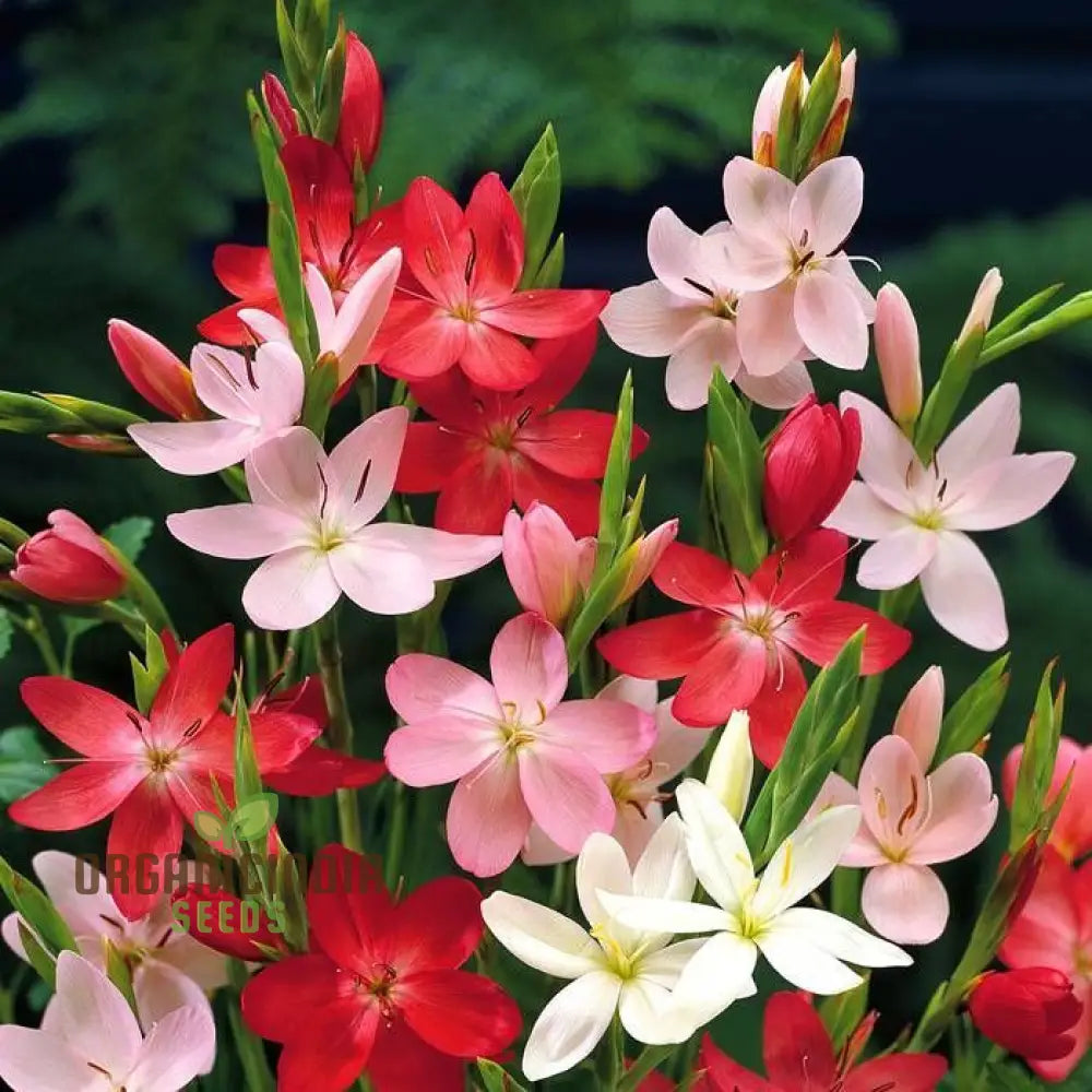 Schizostylis Mixed Colours Seeds For Gardening Enthusiasts | Premium Flower