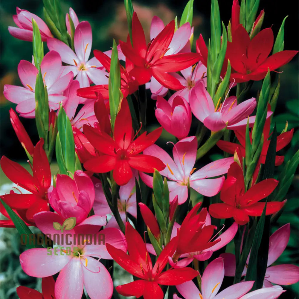 Schizostylis Mixed Colours Seeds For Gardening Enthusiasts | Premium Flower