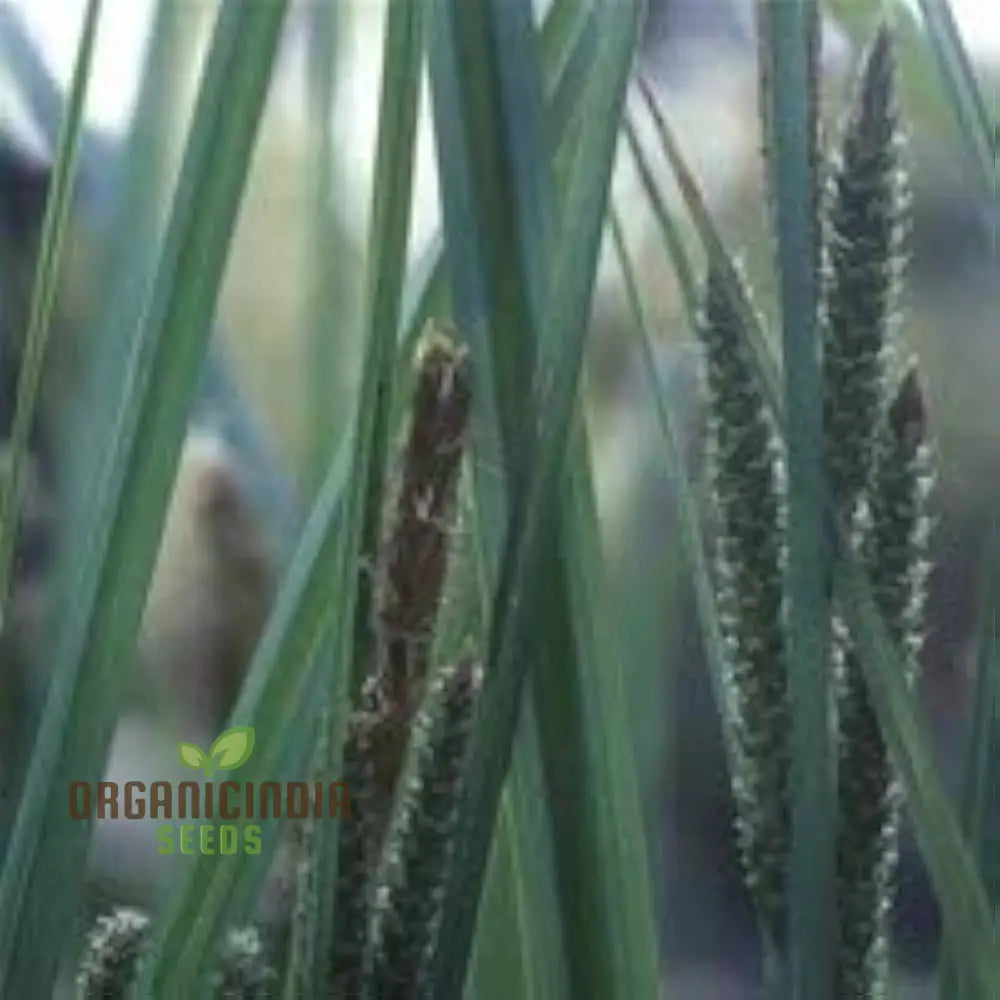 Schoenoxiphium ’Golden Caterpillars’ Seeds - Rare Flowering Plant For Gardening Enthusiasts