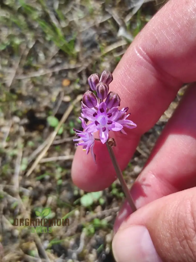 Scilla Autumnalis Seeds - Gardening Bulbs For Fall Planting And Spring Blooms | Premium Quality