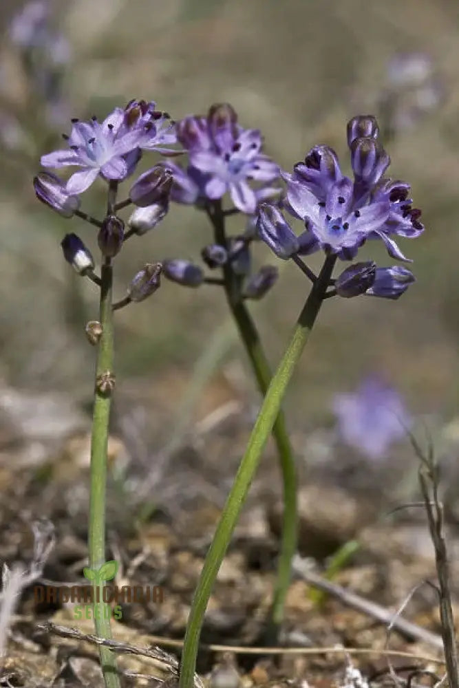 Scilla Autumnalis Seeds - Gardening Bulbs For Fall Planting And Spring Blooms | Premium Quality