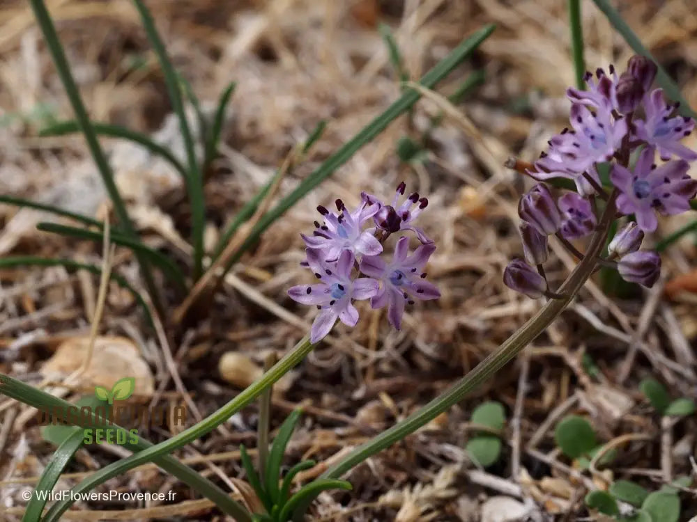 Scilla Autumnalis Seeds - Gardening Bulbs For Fall Planting And Spring Blooms | Premium Quality