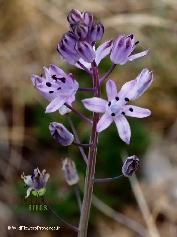 Scilla Autumnalis Seeds - Gardening Bulbs For Fall Planting And Spring Blooms | Premium Quality