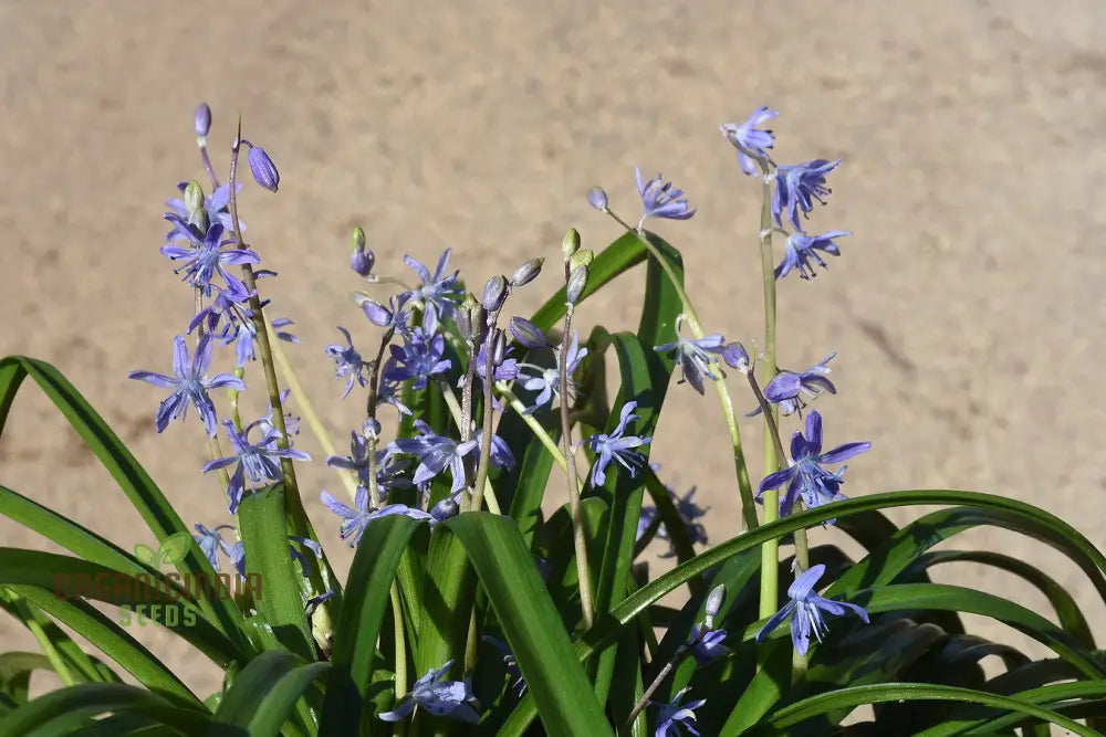 Scilla Bithynica Seeds - Rare Bulbous Plant For Gardening Enthusiasts | Buy Bulbs Spring Planting