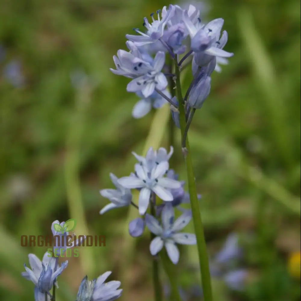 Scilla Bithynica Seeds - Rare Bulbous Plant For Gardening Enthusiasts | Buy Bulbs Spring Planting