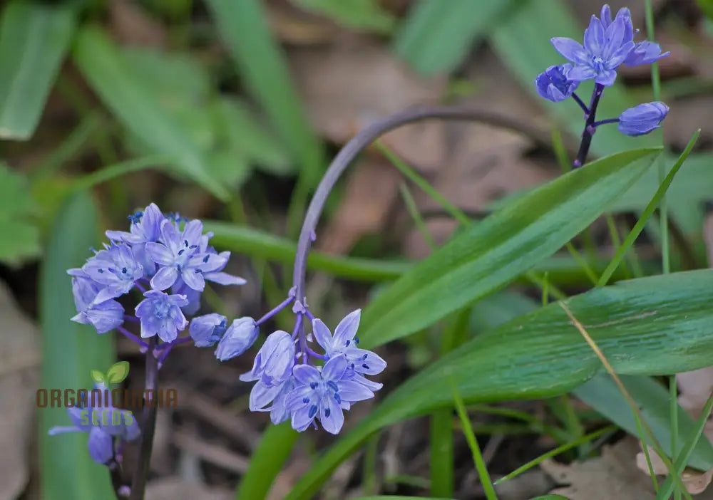 Scilla Bithynica Seeds - Rare Bulbous Plant For Gardening Enthusiasts | Buy Bulbs Spring Planting