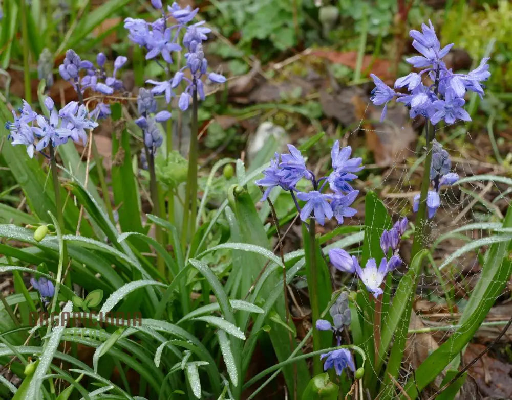 Scilla Bithynica Seeds - Rare Bulbous Plant For Gardening Enthusiasts | Buy Bulbs Spring Planting