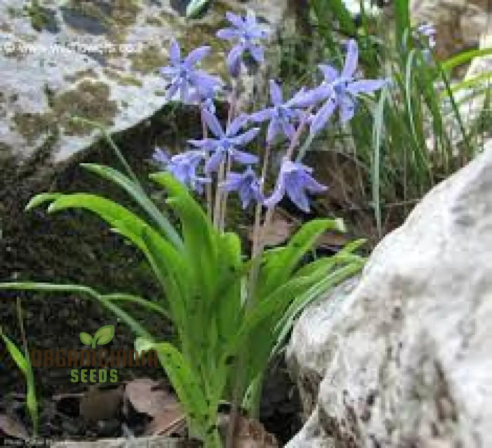 Scilla Cilicica Seeds For Gardening | High-Quality Beautiful Gardens Buy Organic Flower Online