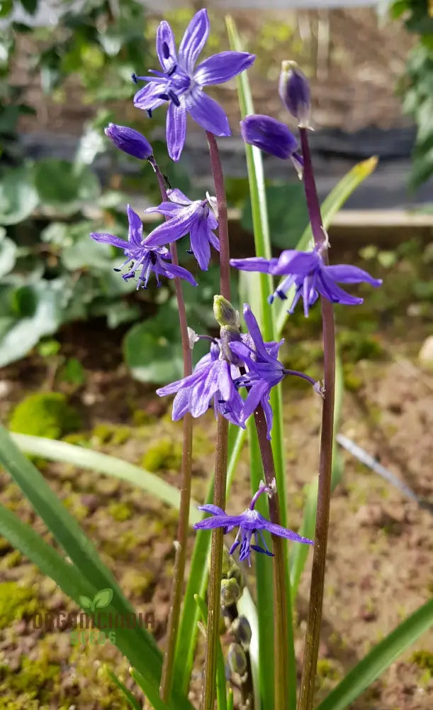 Scilla Cilicica Seeds For Gardening | High-Quality Beautiful Gardens Buy Organic Flower Online