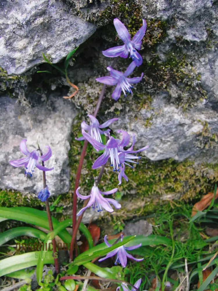 Scilla Cilicica Seeds For Gardening | High-Quality Beautiful Gardens Buy Organic Flower Online