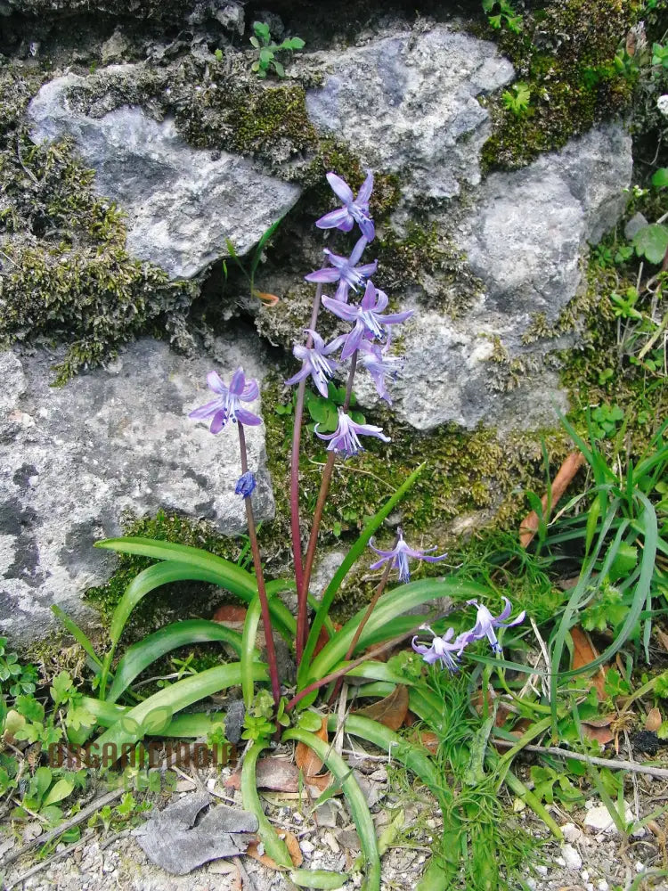 Scilla Cilicica Seeds For Gardening | High-Quality Beautiful Gardens Buy Organic Flower Online