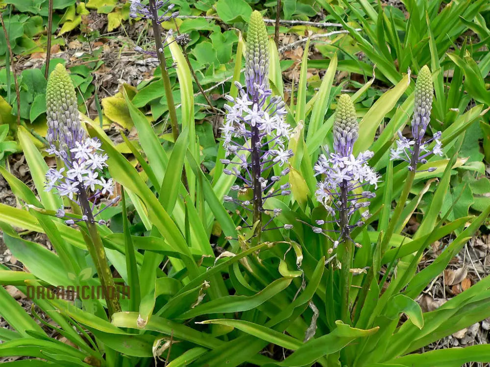 Scilla Hyacinthoides Seeds - Rare Garden Bulbs For Spring Planting | Premium Gardening Stunning