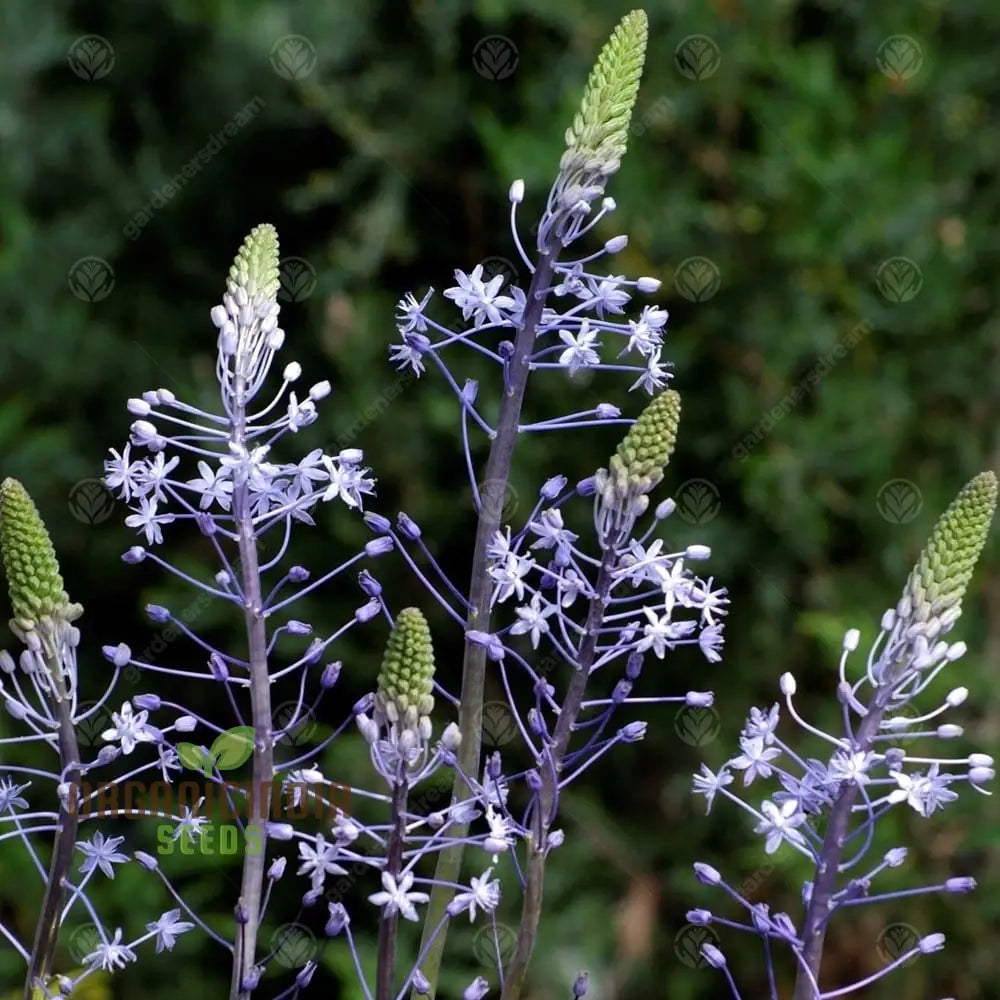 Scilla Hyacinthoides Seeds - Rare Garden Bulbs For Spring Planting | Premium Gardening Stunning