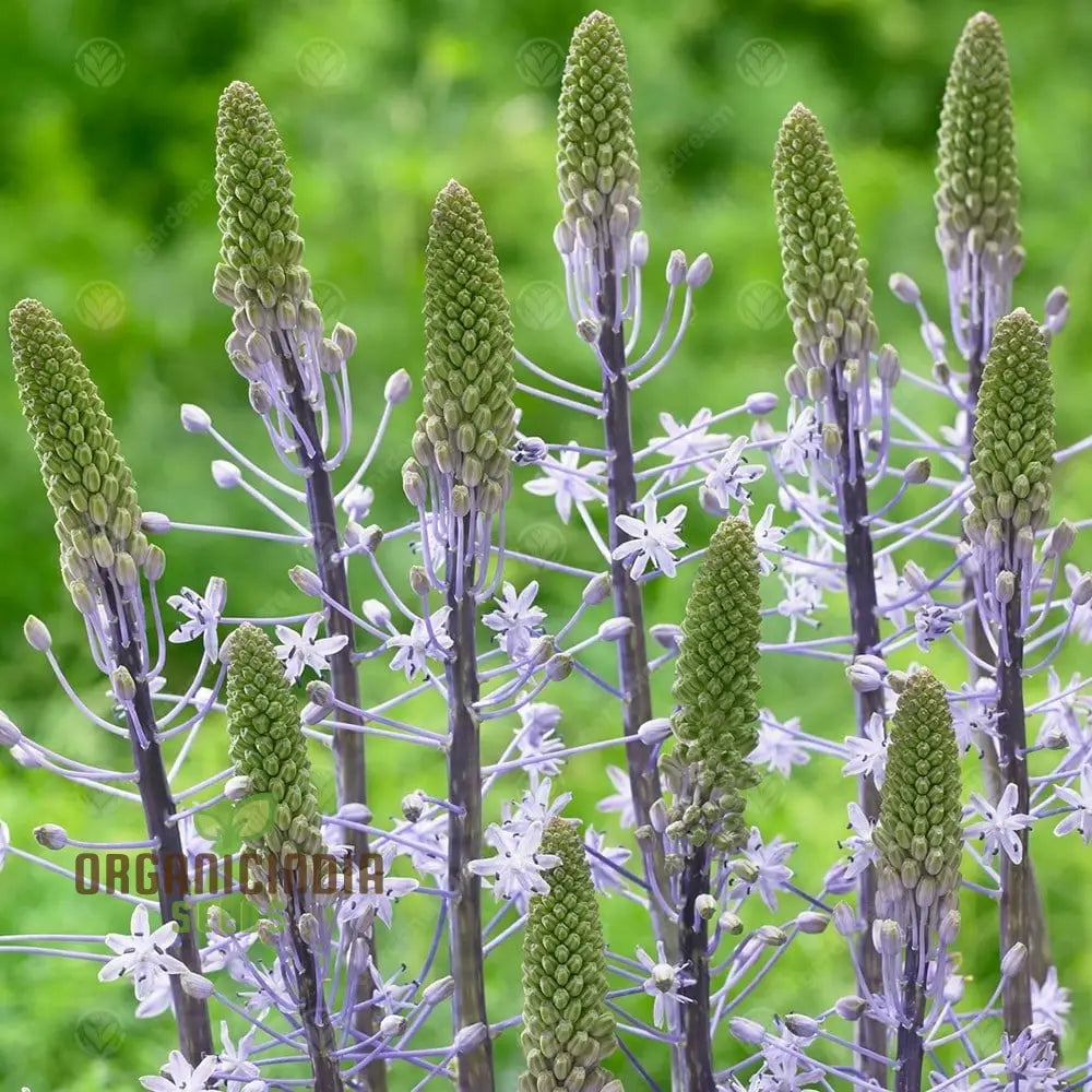 Scilla Hyacinthoides Seeds - Rare Garden Bulbs For Spring Planting | Premium Gardening Stunning