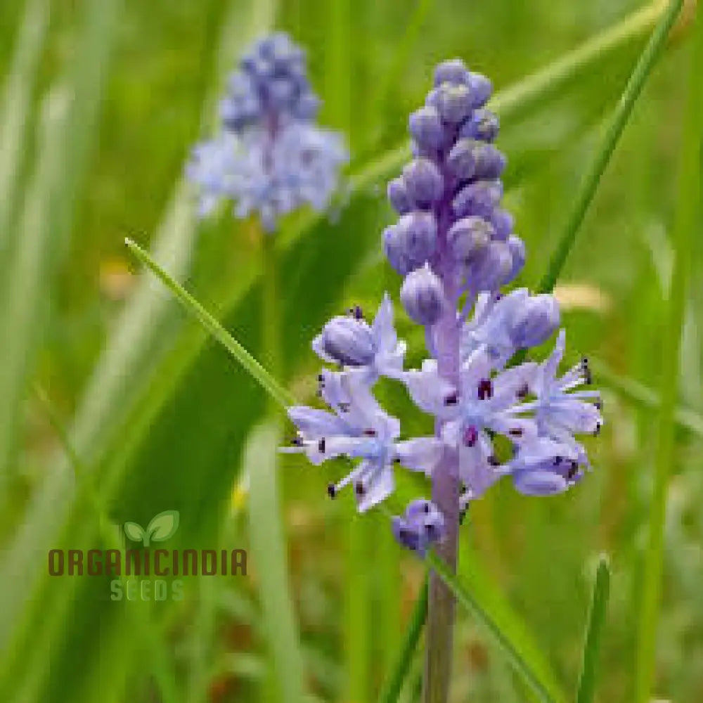 Scilla Litardierei Seeds - Exquisite Blue Flower Bulb For Gardening Enthusiasts | Rare Perennial