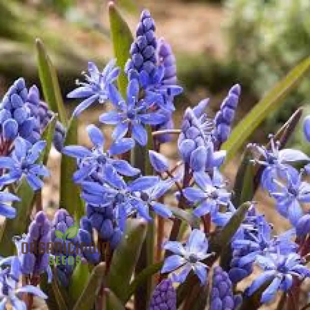 Scilla Litardierei Seeds - Exquisite Blue Flower Bulb For Gardening Enthusiasts | Rare Perennial