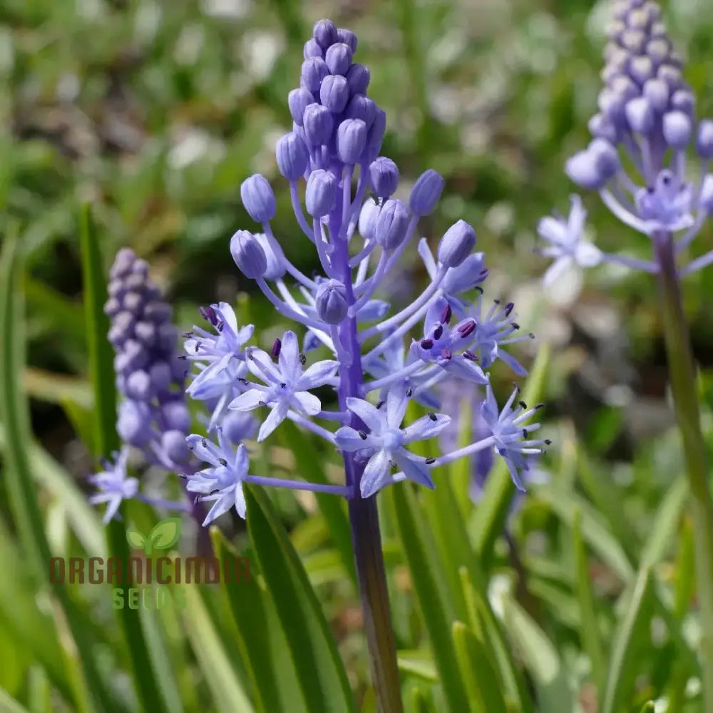 Scilla Litardierei Seeds - Exquisite Blue Flower Bulb For Gardening Enthusiasts | Rare Perennial