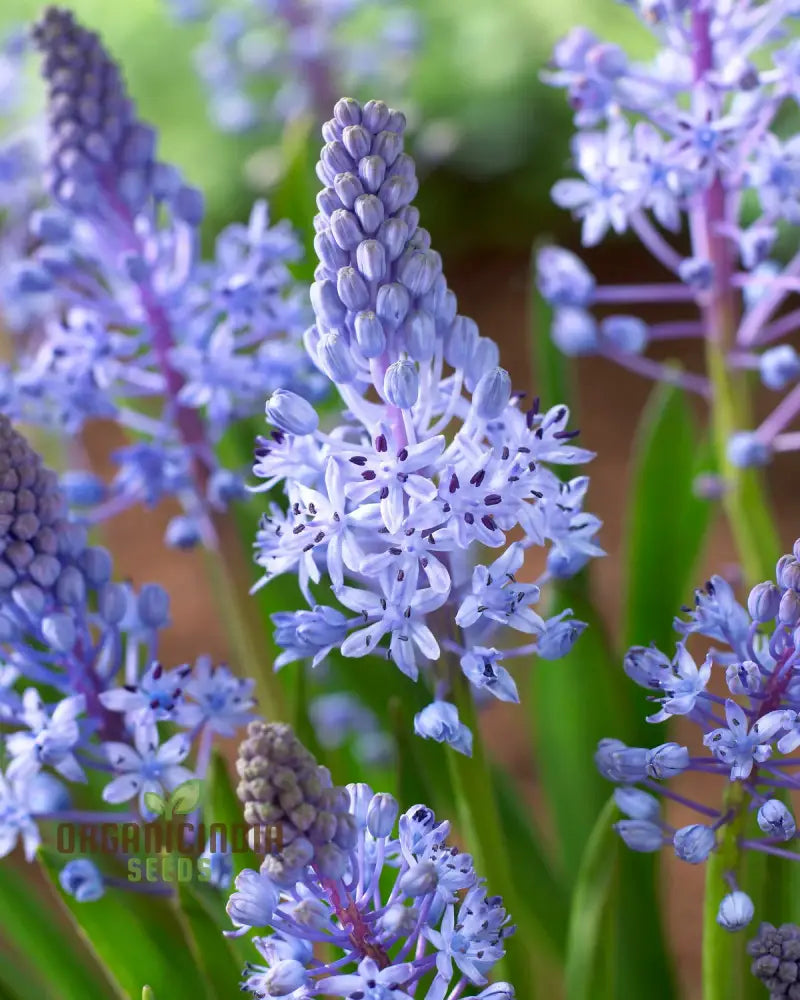 Scilla Litardierei Seeds - Exquisite Blue Flower Bulb For Gardening Enthusiasts | Rare Perennial