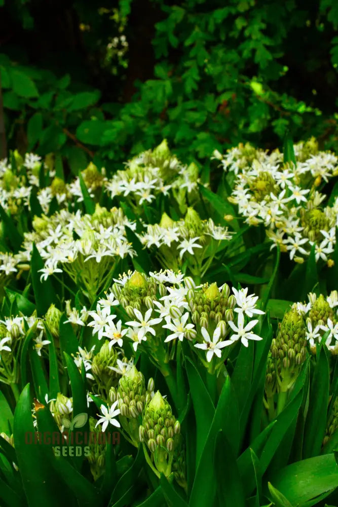 Scilla Peruviana Seeds - Exquisite Peruvian Squill Bulb Flowers For Gardening Enthusiasts