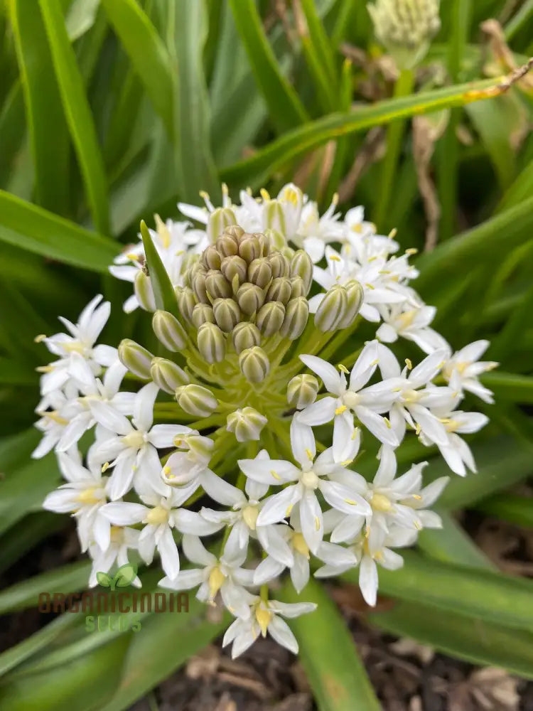 Scilla Peruviana Seeds - Exquisite Peruvian Squill Bulb Flowers For Gardening Enthusiasts