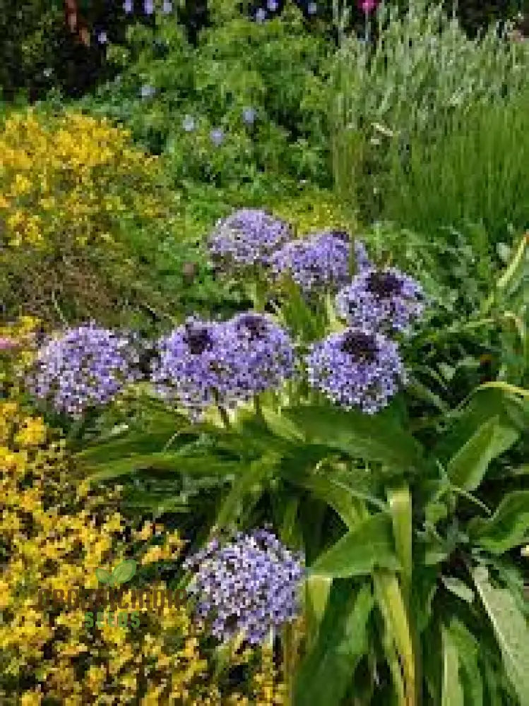 Scilla Peruviana Seeds - Exquisite Peruvian Squill Bulb Flowers For Gardening Enthusiasts