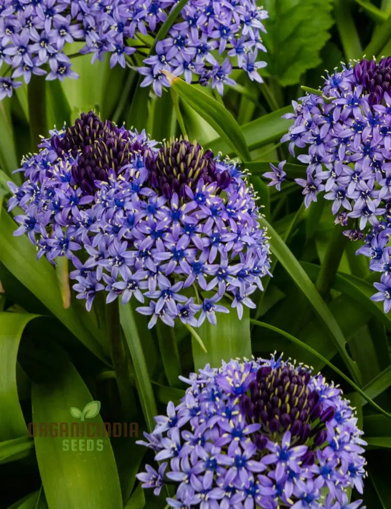 Scilla Peruviana Seeds - Exquisite Peruvian Squill Bulb Flowers For Gardening Enthusiasts