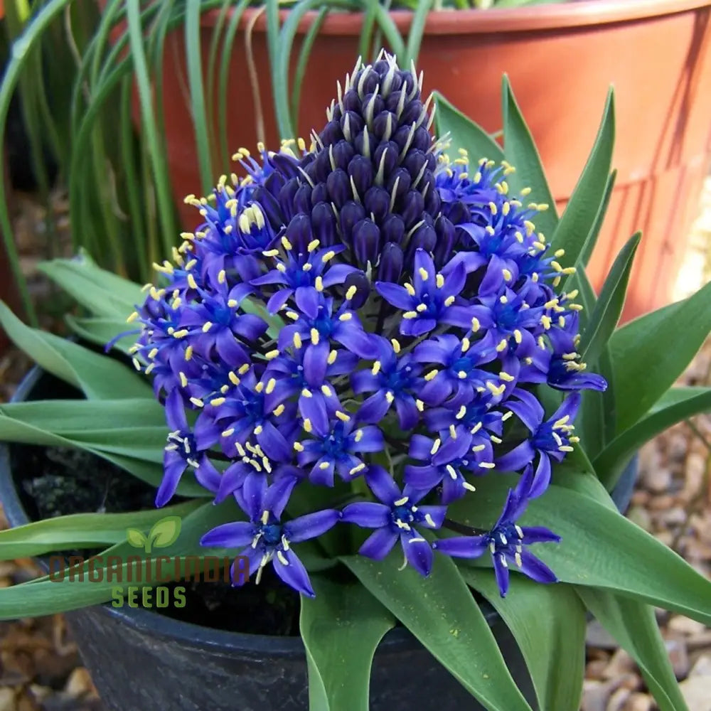 Scilla Peruviana Seeds - Exquisite Peruvian Squill Bulb Flowers For Gardening Enthusiasts