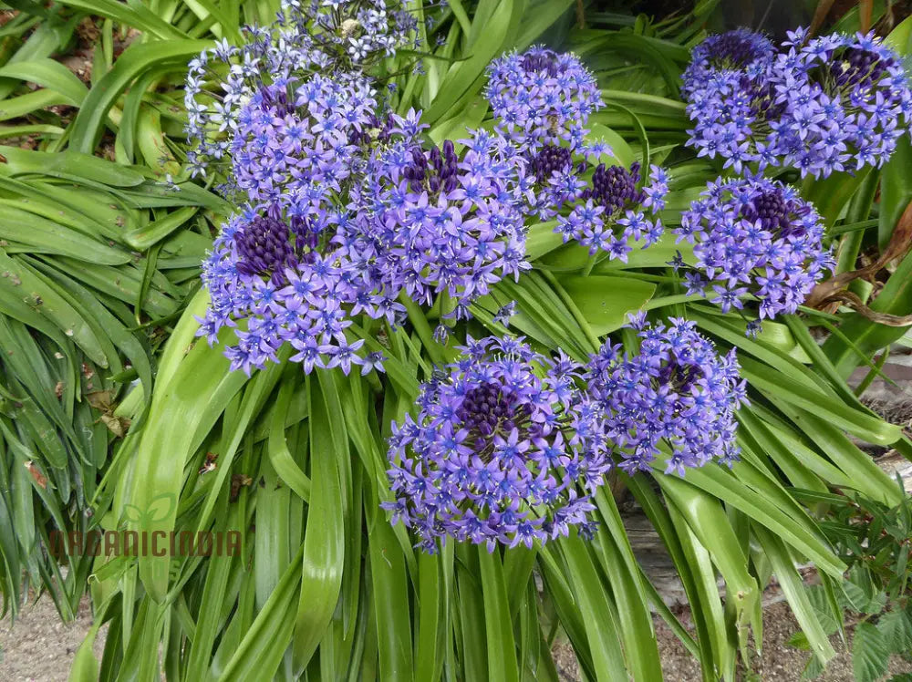 Scilla Peruviana Seeds - Exquisite Peruvian Squill Bulb Flowers For Gardening Enthusiasts