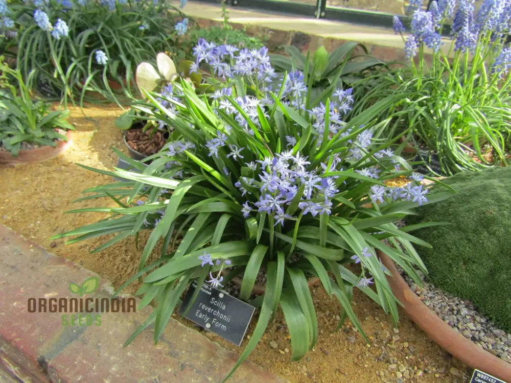 Scilla Reverchonii Seeds - Rare Bluebell Flower Bulbs For Gardening Enthusiasts | Premium Quality