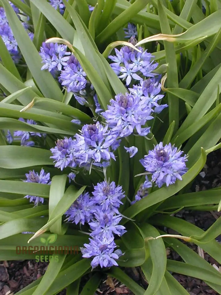 Scilla Reverchonii Seeds - Rare Bluebell Flower Bulbs For Gardening Enthusiasts | Premium Quality