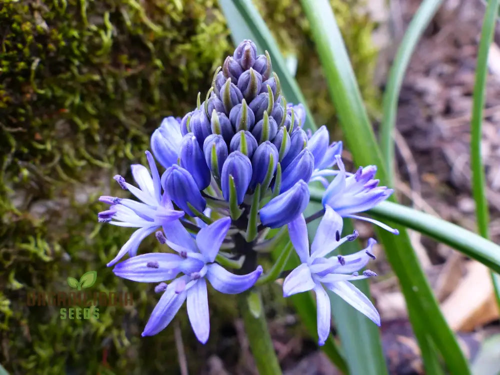 Scilla Reverchonii Seeds - Rare Bluebell Flower Bulbs For Gardening Enthusiasts | Premium Quality