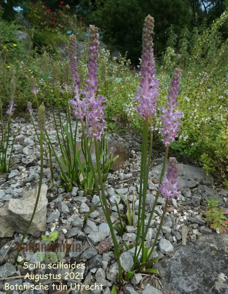 Scilla Scilloides Seeds - Exquisite Gardening Bulbs For Spring Bloom | Premium Quality Organic