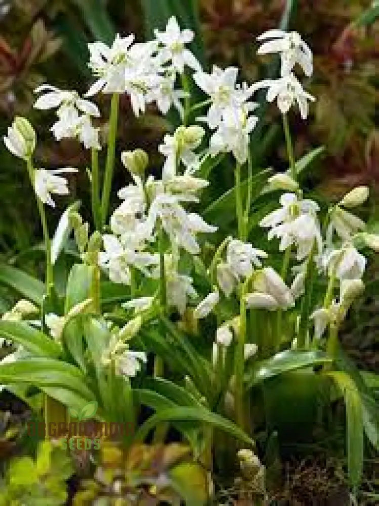 Scilla Siberica Alba Seeds For Gardening | Premium Quality Flower Vibrant Spring Gardens Ideal