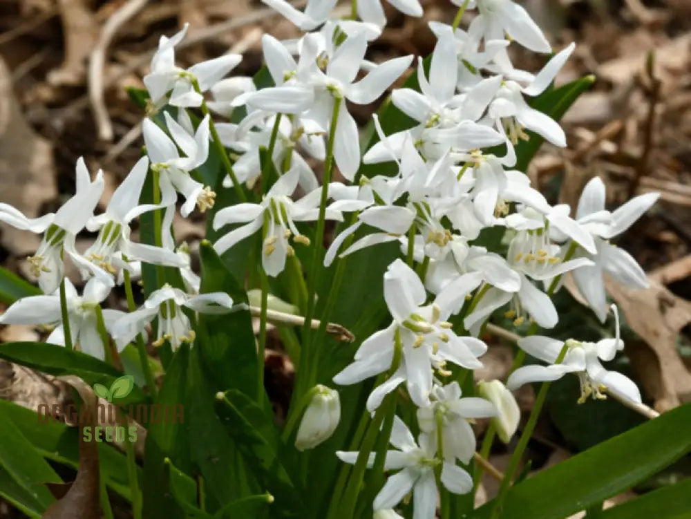 Scilla Siberica Alba Seeds For Gardening | Premium Quality Flower Vibrant Spring Gardens Ideal